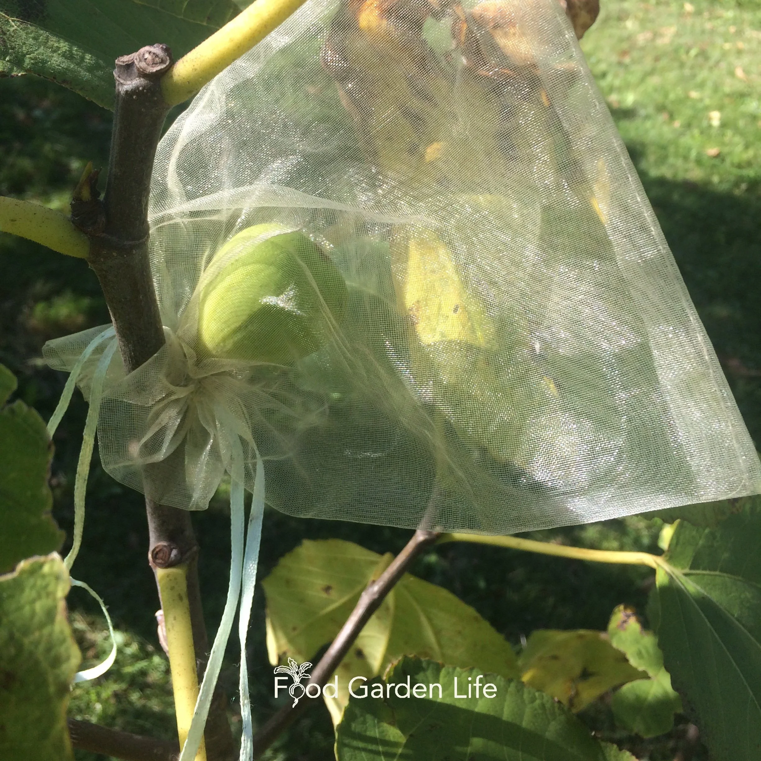 Fig bags shop online